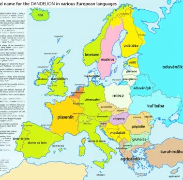 Słowo "mlecz" w różnych europejskich językach