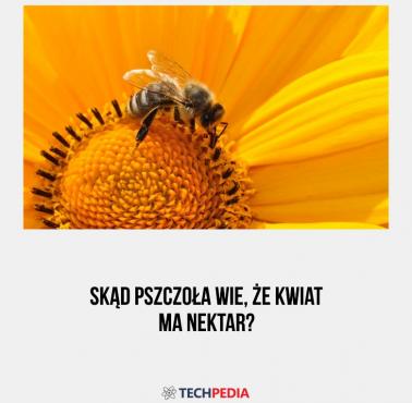 Skąd pszczoła wie, że kwiat ma nektar?