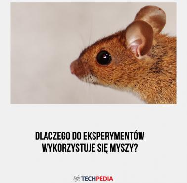 Dlaczego do eksperymentów wykorzystuje się myszy?