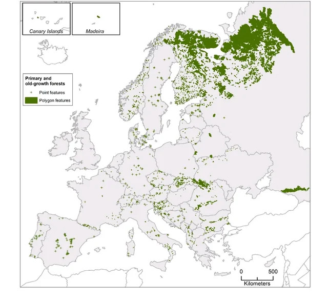 Zachowane pierwotne lasy w Europie