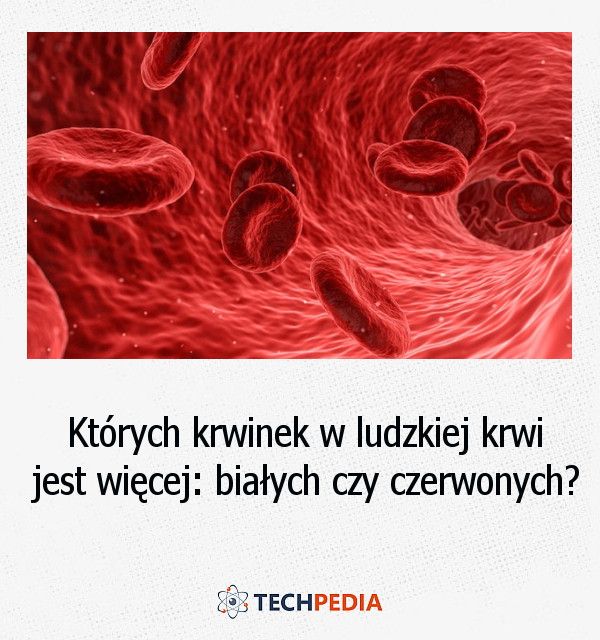 Których krwinek w ludzkiej krwi jest więcej: białych czy czerwonych?