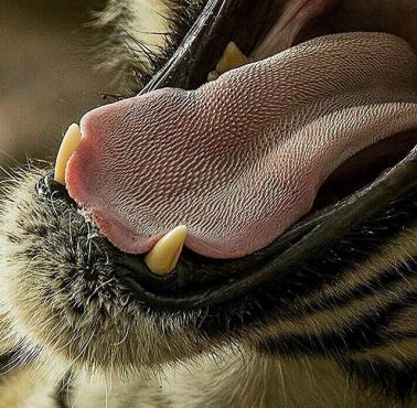 Język tygrysa z bliska