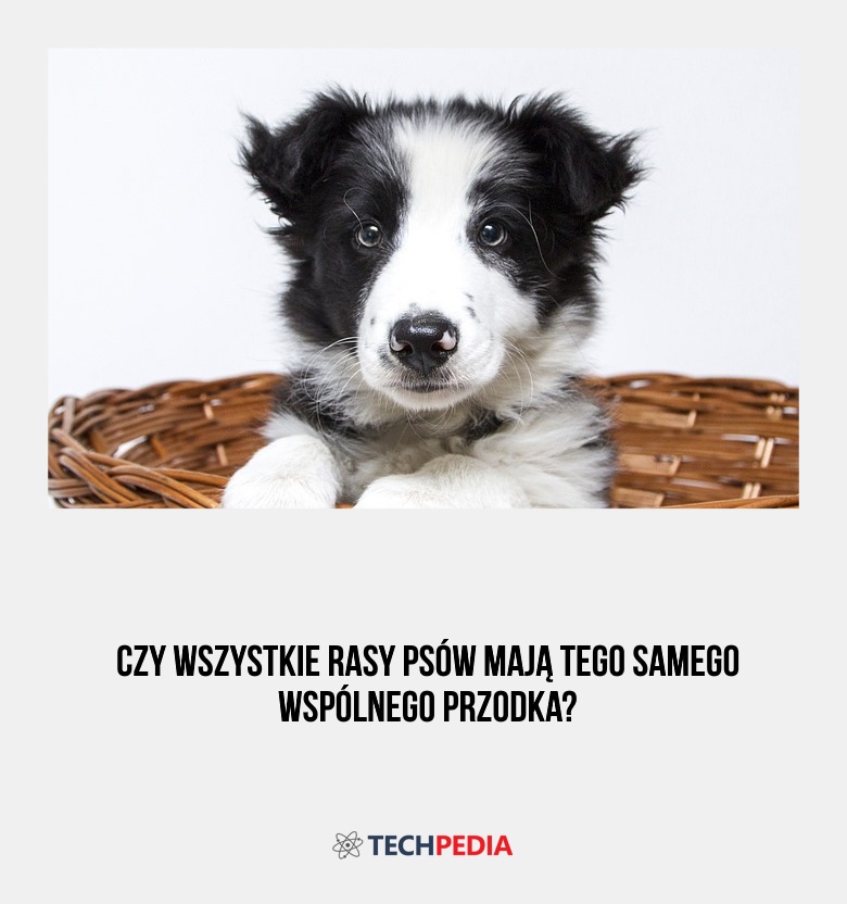 Czy wszystkie rasy psów mają tego samego wspólnego przodka?