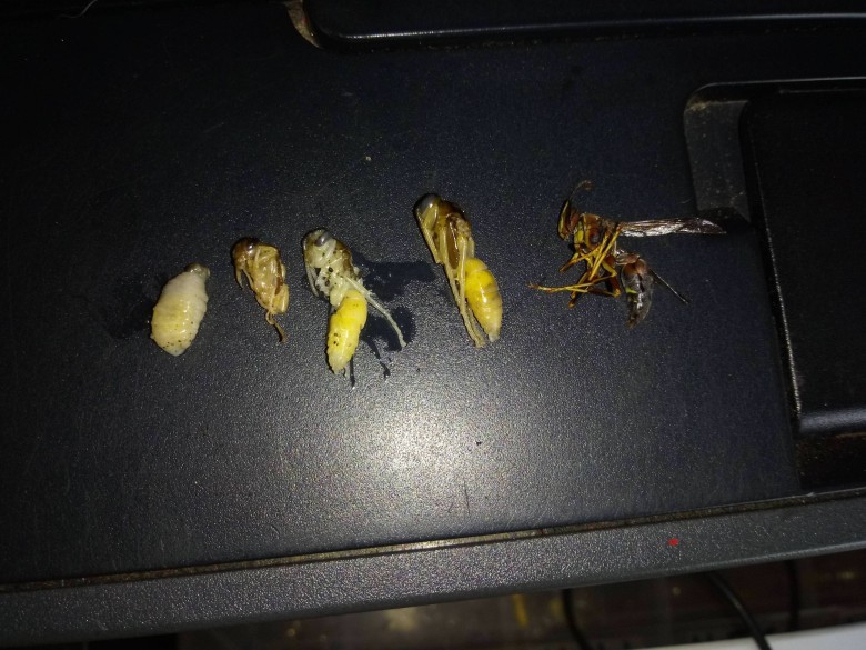 Etapy rozwoju osy (Vespula vulgaris)