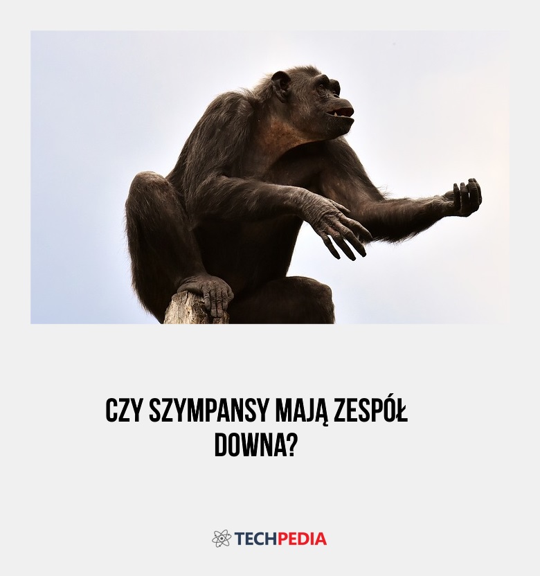 Czy szympansy mają zespół Downa?