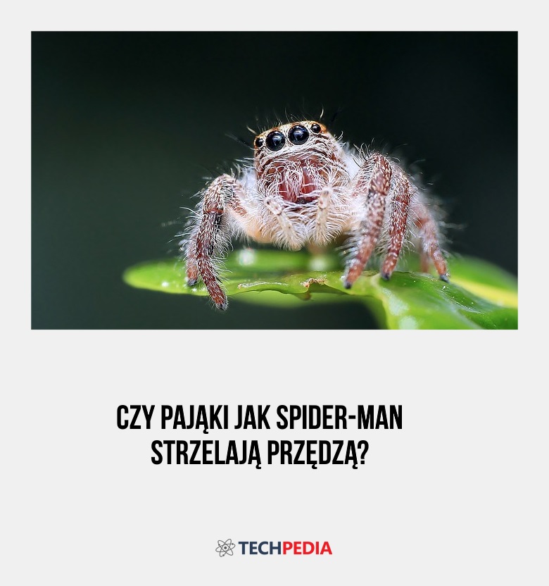 Czy pająki jak Spider-Man strzelają przędzą?