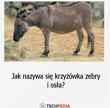 Jak nazywa się krzyżówka zebry i osła?