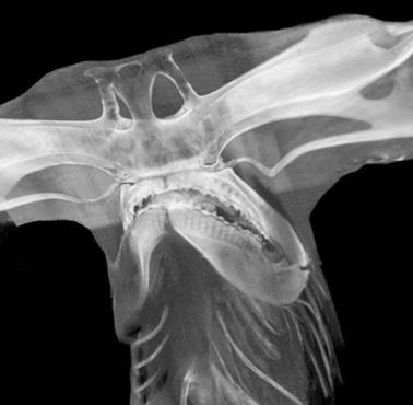 Zdjęcie rentgenowskie czaszki rekina młota (Sphyrna zygaena)