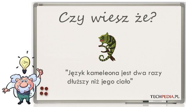 Język kameleona ....