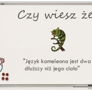 Język kameleona ....