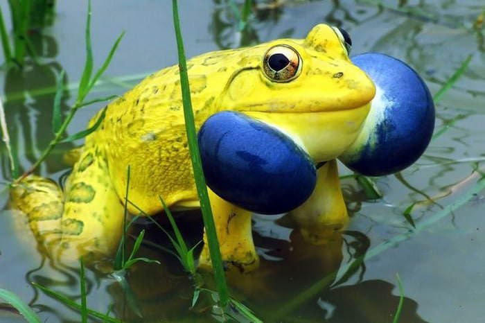 Indian Bullfrog (Hoplobatrachus tigerinus) w czasie godów