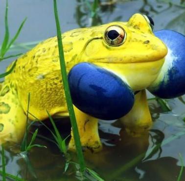 Indian Bullfrog (Hoplobatrachus tigerinus) w czasie godów