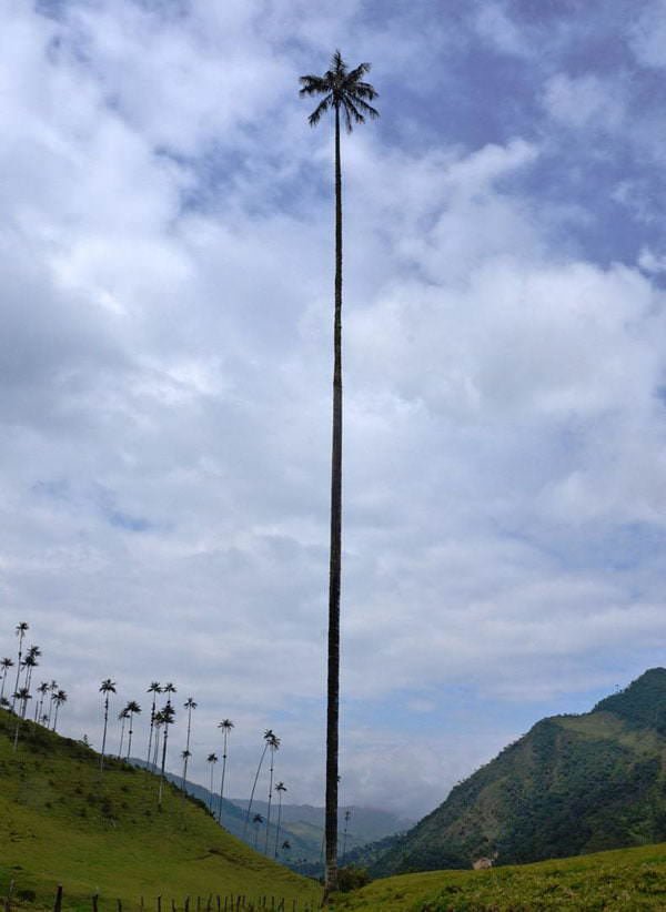 Palmy woskowe (Ceroxylon quindiuense) rosną do 60 m wysokości i są najwyższymi palmami na świecie, Dolina Cocora, Kolumbia