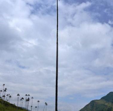 Palmy woskowe (Ceroxylon quindiuense) rosną do 60 m wysokości i są najwyższymi palmami na świecie, Dolina Cocora, Kolumbia