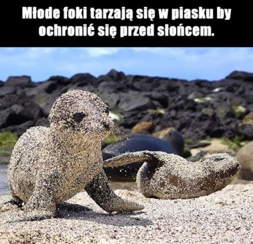 Młode foki