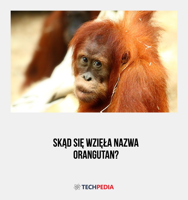 Skąd się wzięła nazwa orangutan?