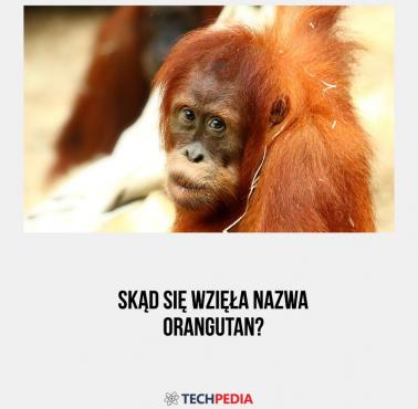 Skąd się wzięła nazwa orangutan?