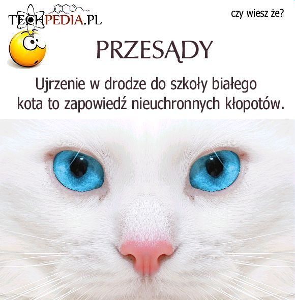 Przesąd o białym kocie