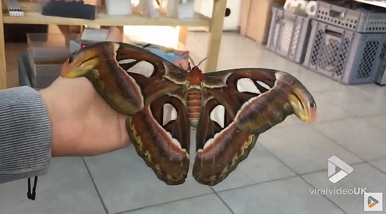 Pawica atlas (Attacus atlas) - największa ćma świata (wideo HD)