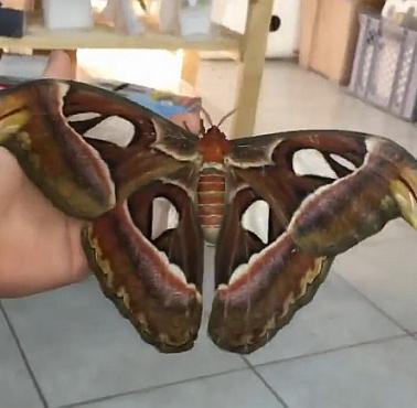 Pawica atlas (Attacus atlas) - największa ćma świata (wideo HD)