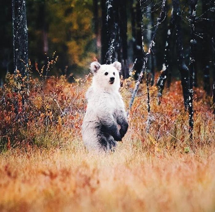 Pierwsze na świecie zdjęcie białego niedźwiedzia brunatnego, Kuhmo, Finlandia