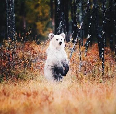 Pierwsze na świecie zdjęcie białego niedźwiedzia brunatnego, Kuhmo, Finlandia