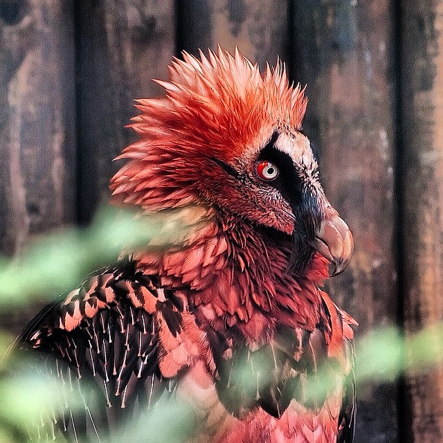 Nietypowo ubarwiony na czerwono orłosęp (Gypaetus barbatus)