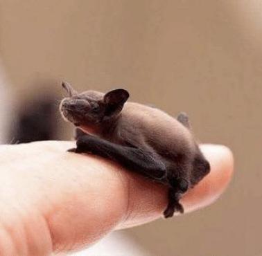 Świnionos malutki - najmniejszy nietoperz świata i jeden z najmniejszych ssaków