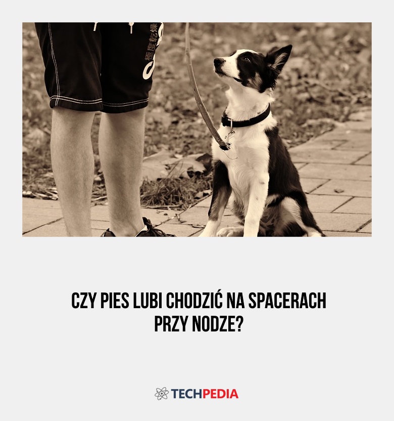 Czy pies lubi chodzić na spacerach przy nodze?