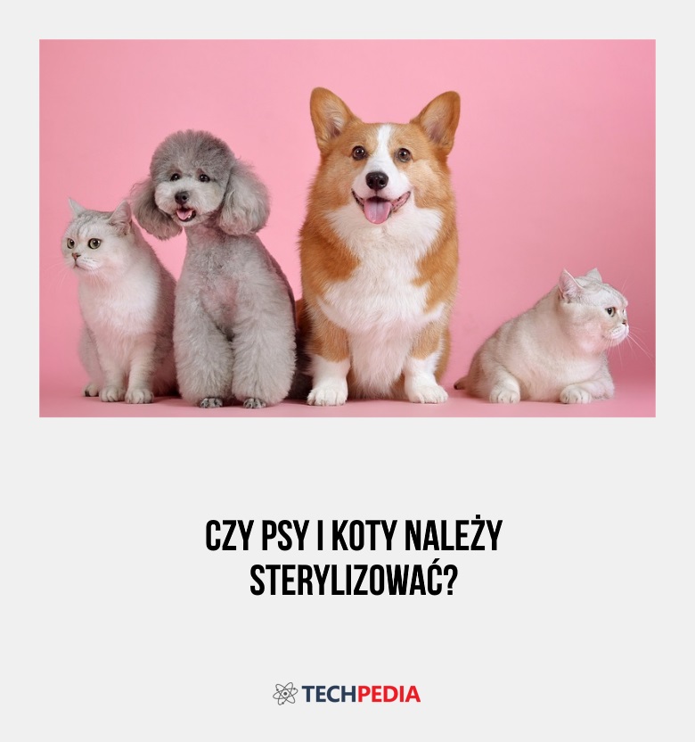 Czy psy i koty należy sterylizować?