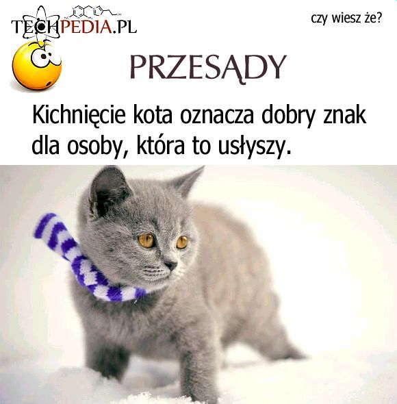 Kichnięcie kota oznacza dobry znak dla osoby, która to usłyszy.
