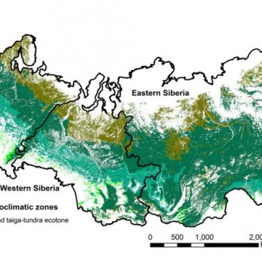 Pokrycie lasów w Rosji