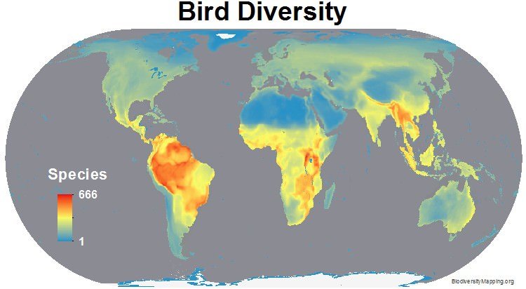 Globalna różnorodność ptaków
