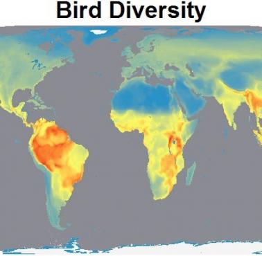 Globalna różnorodność ptaków