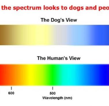 Jakie spektrum kolorów widzi człowiek, a jakie pies