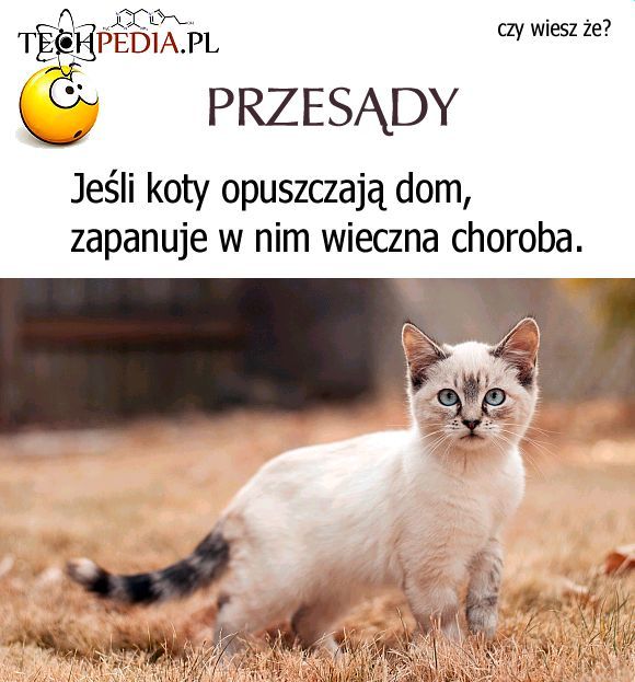 Jeśli koty opuszczają dom, zapanuje w nim wieczna choroba