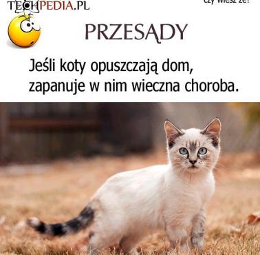 Jeśli koty opuszczają dom, zapanuje w nim wieczna choroba