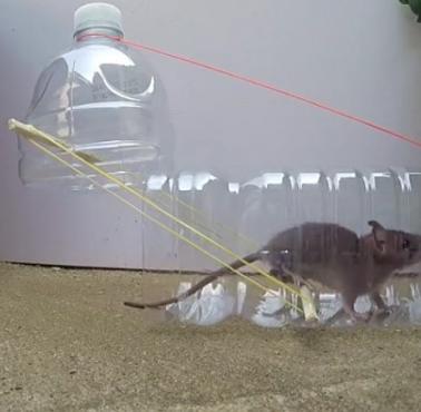 Pułapka na myszy zrobiona z butelki (wideo)