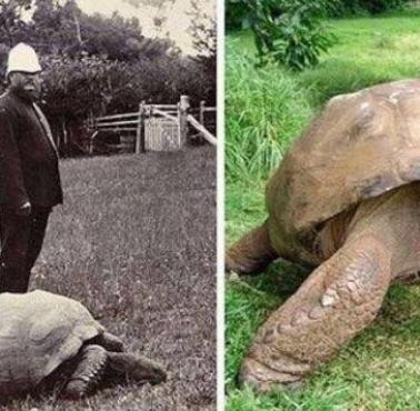 Żółw olbrzymi o imieniu Jonathan, który ma dziś 186 lat. Zdjęcie po lewej zrobione zostało w 1902 roku po prawej w 2017 roku