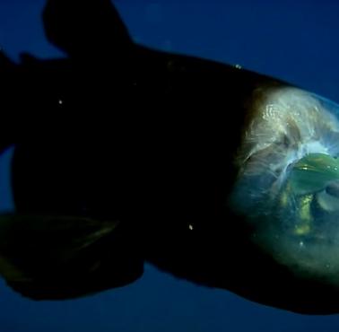 Występująca w morskich głębinach ryba z gatunku Macropinna microstoma. Wybrzeże Kalifornii 600-800 metrów pod wodą (wideo HD)