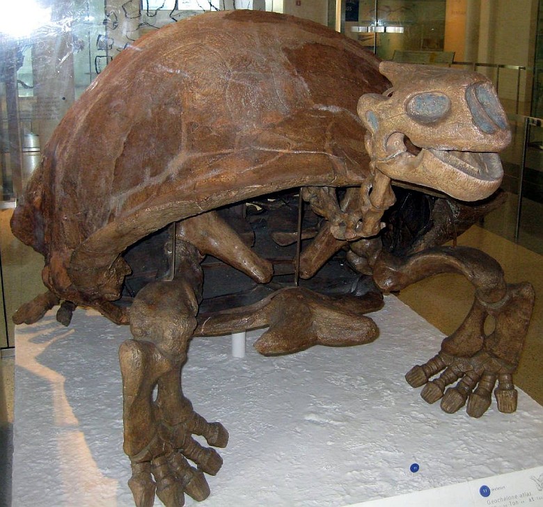 Szkielet prehistorycznego żółwia, który miał ponad 1,8 m wysokości