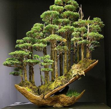 Takie drzewko bonsai sprzedano w Japonii za 16 tys. dolarów