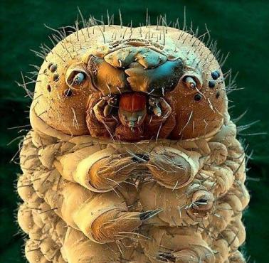 Zamieszkujący np. ludzką twarz nużeniec ludzki (Demodex folliculorum)