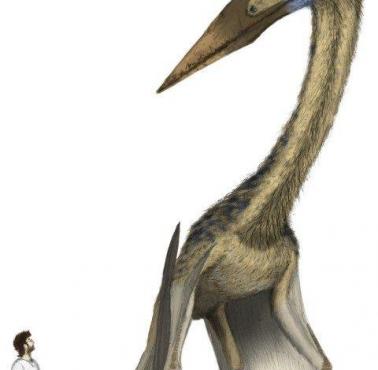 W oryginalnym rozmiarze żyjący w późnej kredzie latający gad kecalkoatl (Quetzalcoatlus)