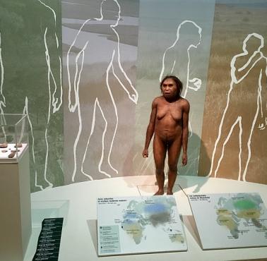 Tak prawdopodobnie wyglądał Homo floresiensis (człowiek z Flores) – wymarły gatunek hominida, który żył 100-50 tys. lat temu