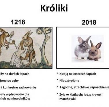 Postrzeganie królików kiedyś i dziś