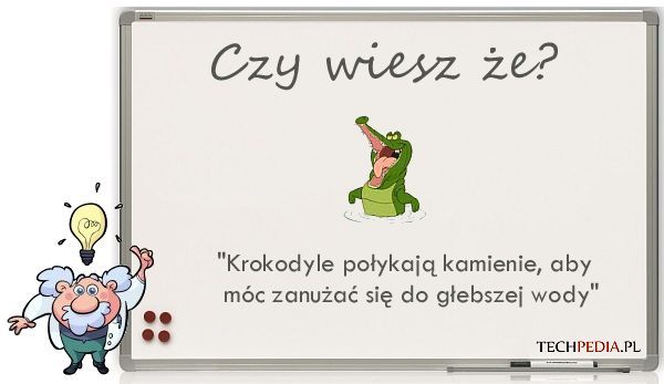 Krokodyle połykają kamienie ...