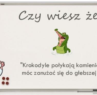 Krokodyle połykają kamienie ...