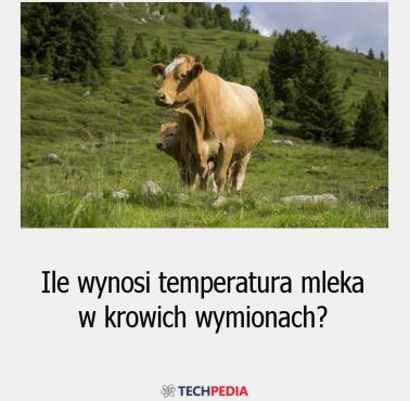 Ile wynosi temperatura mleka w krowich wymionach?