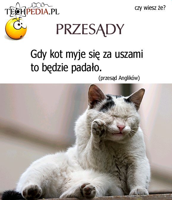 Przesądy - Gdy kot myje się za uszami to będzie padało
